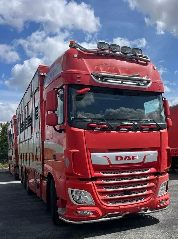 DAF XF 530 + Przyczepa Pezzaoli - 3X Trzoda, 2 X Bydło I 3 poziomy I Podnoszony dach I Hydroburta I Osie Skrętne I Poidła I Wentylatory I Pilot Manualny | - Грузовик для перевозки животных: фото 5 DAF XF 530 + Przyczepa Pezzaoli - 3X Trzoda, 2 X Bydło I 3 poziomy I Podnoszony dach I Hydroburta I Osie Skrętne I Poidła I Wentylatory I Pilot Manualny | - Грузовик для перевозки животных: фото 5